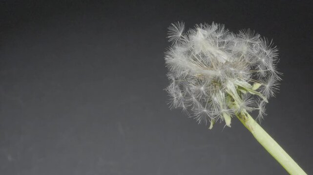 Close-up of dandelion seed head on dark grey background, Macro shot of a dandelion with feathery seeds on a plain background