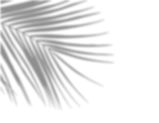 Soft shadow of a tropical palm leaf isolated on transparent background. Minimal botanical design element ideal for overlays, backgrounds, and summer themed compositions © Julia