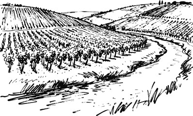 Fototapeta premium Curved river flowing through vineyard hills with grapevines and rural landscape in black and white sketch