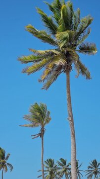 Strong Wind Bending Coconut Palm Tree Fronds Against Clear Blue Sky, Northeast Brazil.