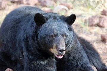Obraz premium Black bear portrait - Bearizona Wildlife Park, Williams, Arizona