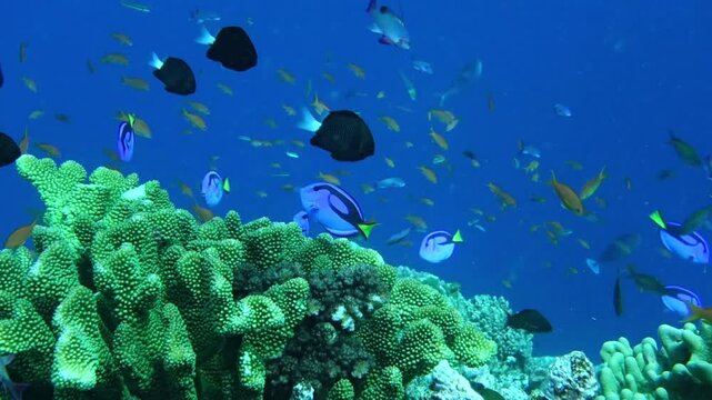 Blue Tang and Tropical Reef Fish Swimming Over Coral Reef
