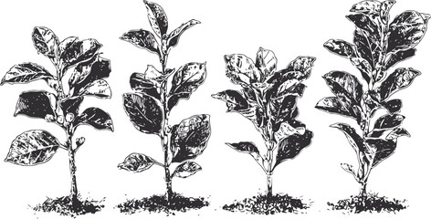 Fototapeta premium four detailed black and white coffee plant illustrations showing different growth stages with leaves and soil