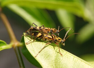 Naklejka premium Bamboo Tiger Longhorn Beetle or scientifically known as Chlorophorus annularis is mating