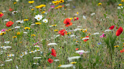 Wild, spring, meadow flowers in full bloom.