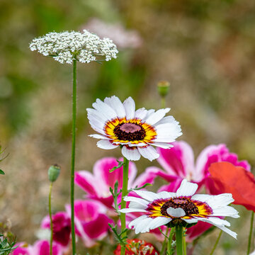 Wild, spring, meadow flowers in full bloom.