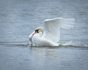 Obraz premium Elegant Mute Swan swimming on pond and flapping its wings.
