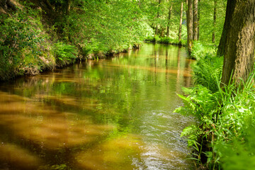 Tranquil Forest Stream with Lush Greenery and Reflections on Calm Water Surface on Sunny Day in Natural Environment, Serene Woodland River Scene
