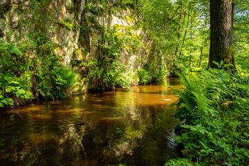 Obraz premium Sunlit Forest Stream Flow Through Rocky Gorge with Vibrant Green Foliage and Ferns, Reflecting Lush Nature on Brown Water Surface