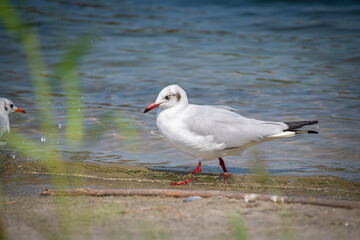 Brown-headed gull (Chroicocephalus brunnicephalus), Kerala, India