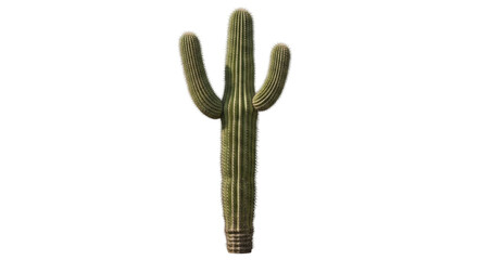 Saguaro cactus isolated PNG on transparent background, tall green desert plant with arms for southwestern landscapes and arid climate designs