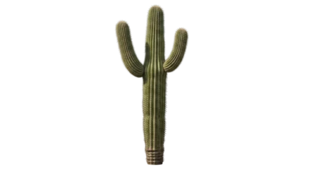 Fototapeten Kaktus Saguaro cactus isolated PNG on transparent background, tall green desert plant with arms for southwestern landscapes and arid climate designs  © Aliona