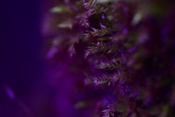 purple flowers in the wind © zg_fotomuro