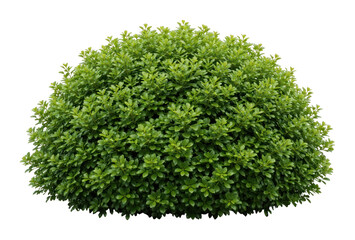 Naklejka premium PNG Lush green bush isolated background.