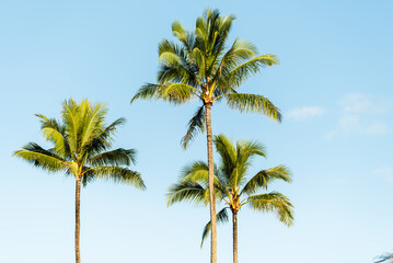 Fototapeta premium Low-angle view of vibrant green palm tree fronds reaching toward a bright, partially cloudy blue sky in the tropical environment of Kauai.