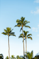 Fototapeta premium Low-angle view of vibrant green palm tree fronds reaching toward a bright, partially cloudy blue sky in the tropical environment of Kauai.