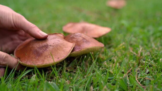 Mushroom season. Mushroom picker gathers Slippery Jack mushrooms in the forest after a summer rain
