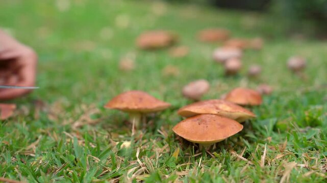 Mushroom season. Mushroom picker gathers Slippery Jack mushrooms in the forest after a summer rain