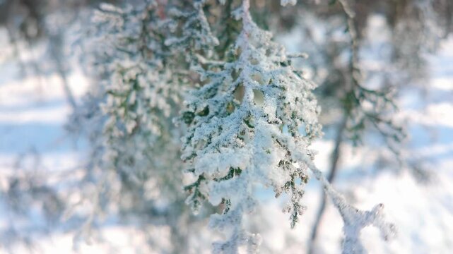 Close-up of thuja tree branch covered in white hoarfrost sways in wind on sunny winter day. Natural winter scene on frosty arborvitae conifer with hoar frost. 