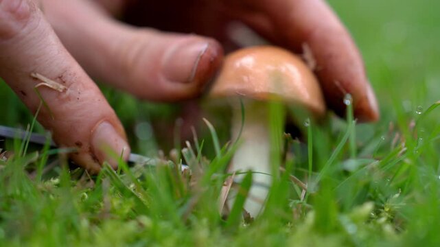 Mushroom season. Mushroom picker gathers Slippery Jack mushrooms in the forest after a summer rain