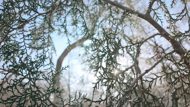 Sunrays shines through branches coniferous of juniper. Hoarfrost covered juniper branches on winter, sunny day on blue sky background, backlit by sunshine. Natural winter scene on frosty, sunny day