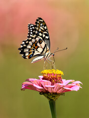 Fototapeta premium Lime Butterfly Perched on a Zinnia Flower, Showcasing Intricate Wing Patterns and the Symbiotic Relationship Between Insects and Flowering Plants