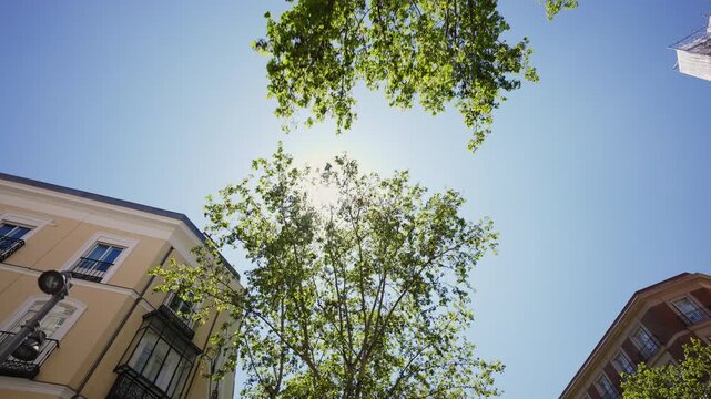 Low-angle view of bright sun shining through vibrant green tree leaves in Madrid. Historic buildings with balconies frame the lush canopy against a clear blue sky