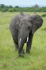 Fototapeta premium éléphant qui marche (vertical)