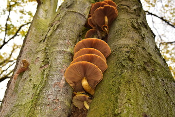 Wood-decaying mushrooms on the tree truck © Radko