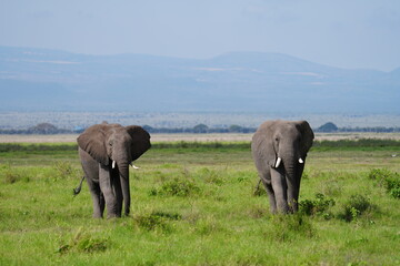 Fototapeta premium deux éléphants vue de face