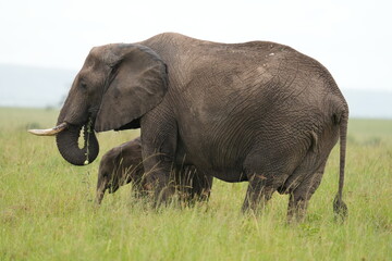 Fototapeta premium maman éléphant qui boit vue coté