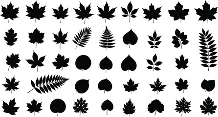 Diverse leaf silhouettes collection, maple oak and fern foliage shapes, autumn nature elements, black botanical icons, floral vector illustration © MostMonira