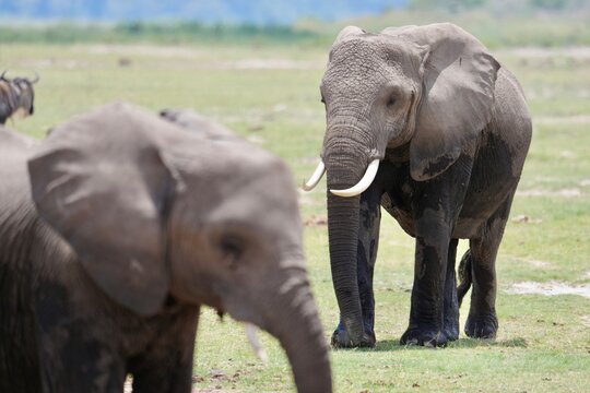 papa &eacute;l&eacute;phant veille sur maman &eacute;l&eacute;phant