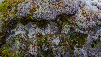 Obraz premium Mossy large boulders in ain a forest. Erratic origin glaciers time.
