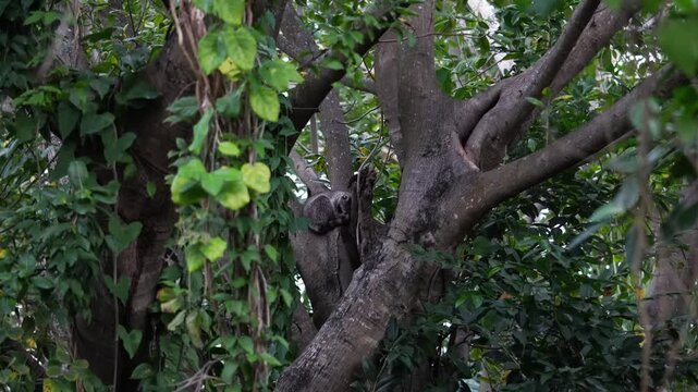 Collared scops owl sleeping on tree branch in the forest