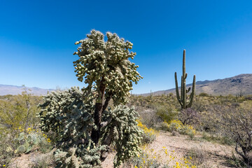 Sunlit Beauty: Cacti and Desert Flowers Flourish in Arizona&rsquo;s Sonoran Desert