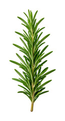 Fototapeta premium PNG Fresh rosemary herb isolated.
