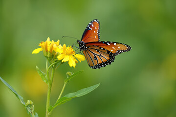 Fototapeta premium Monarch Butterfly Delightfully Perched on a Cluster of Bright Yellow Flowers, Capturing the Essence of Summer and the Delicate Dance of Pollination in Nature