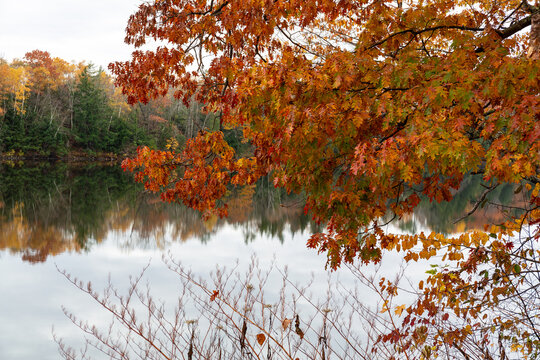 Oak tree and bushes in the foreground of the Kennebec River in the fall in Maine.