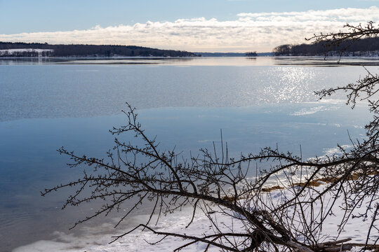 Long limbs of an apple tree over the shoreline at Searsport Maine in the winter.