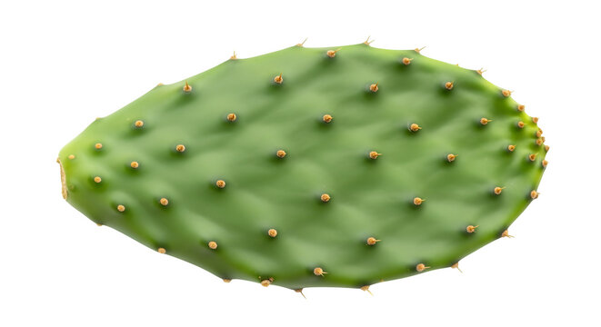 Green nopal cactus pad, isolated on white or transparent background. PNG