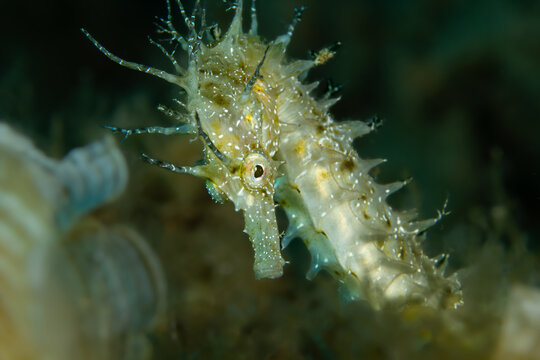 Majestic Seahorse Close-up: Stunning macro portrait of a Long-snouted Seahorse (Hippocampus guttulatus) showing its head and detailed eye, Tamariu, Spain