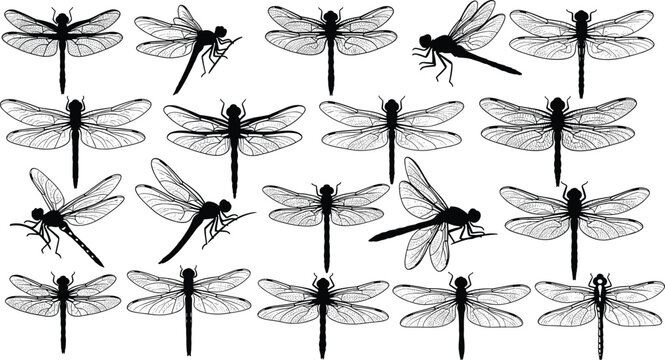 Dragonfly silhouettes, black insect icons, flying bugs, nature wings, dragonfly collection, damselfly illustrations, dragonfly vector sketches, dragonfly design elements.