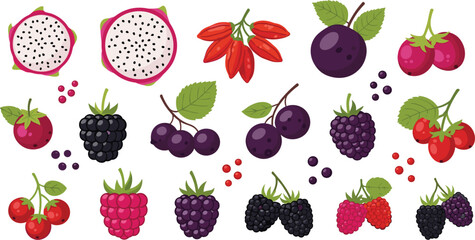 Superfood berry and fruit vector collection featuring dragon fruit slices blackberries raspberries and goji berries for healthy nutrition organic smoothies and wellness illustration designs. © MdGohurul