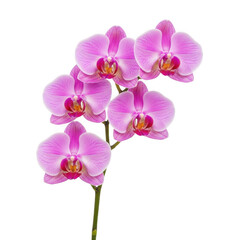 Obraz premium Beautiful pink orchid flower with purple center, isolated on transparent background