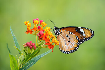 Monarch Butterfly on Vibrant Orange and Yellow Flowers, Captivating Close-Up Showcasing Intricate Wing Details and Delicate Antennae in Natural Light