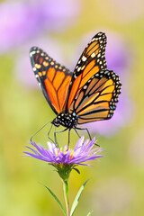 Obraz premium Monarch Butterfly Perched Gracefully on a Vibrant Purple Aster Flower A Captivating Display of Nature's Artistry and the Delicate Dance of Pollination