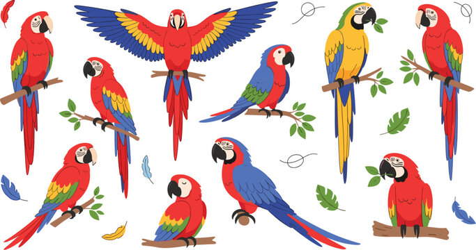 Colorful macaw parrot vector collection featuring scarlet and blue and gold parrots perched on branches for tropical nature wildlife jungle and exotic pet illustration designs.