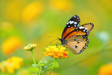 Fototapeta premium Monarch Butterfly Perched on a Delicate Yellow Flower, Capturing the Essence of Summer in a Vibrant and Serene Natural Setting with Soft Bokeh