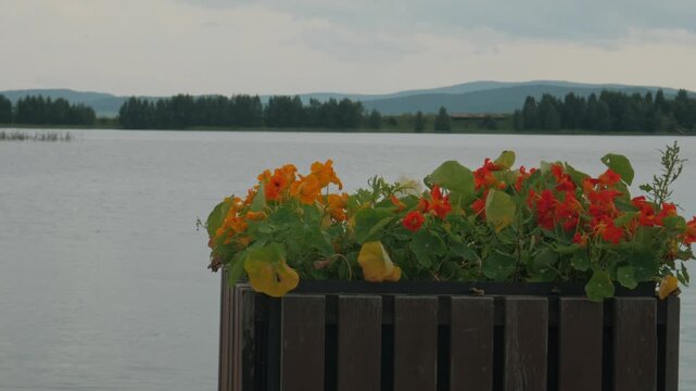 Static shot from a park promenade. The focus transitions smoothly from a wooden planter with orange and red nasturtiums to the distant view of a wide lake and forested mountains.